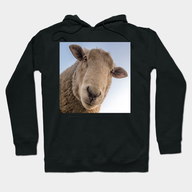 Funny Sheep Lover Design Are You Looking At Me? Funny Sarcasm Farmhouse Decor & Gifts Hoodie by tamdevo1